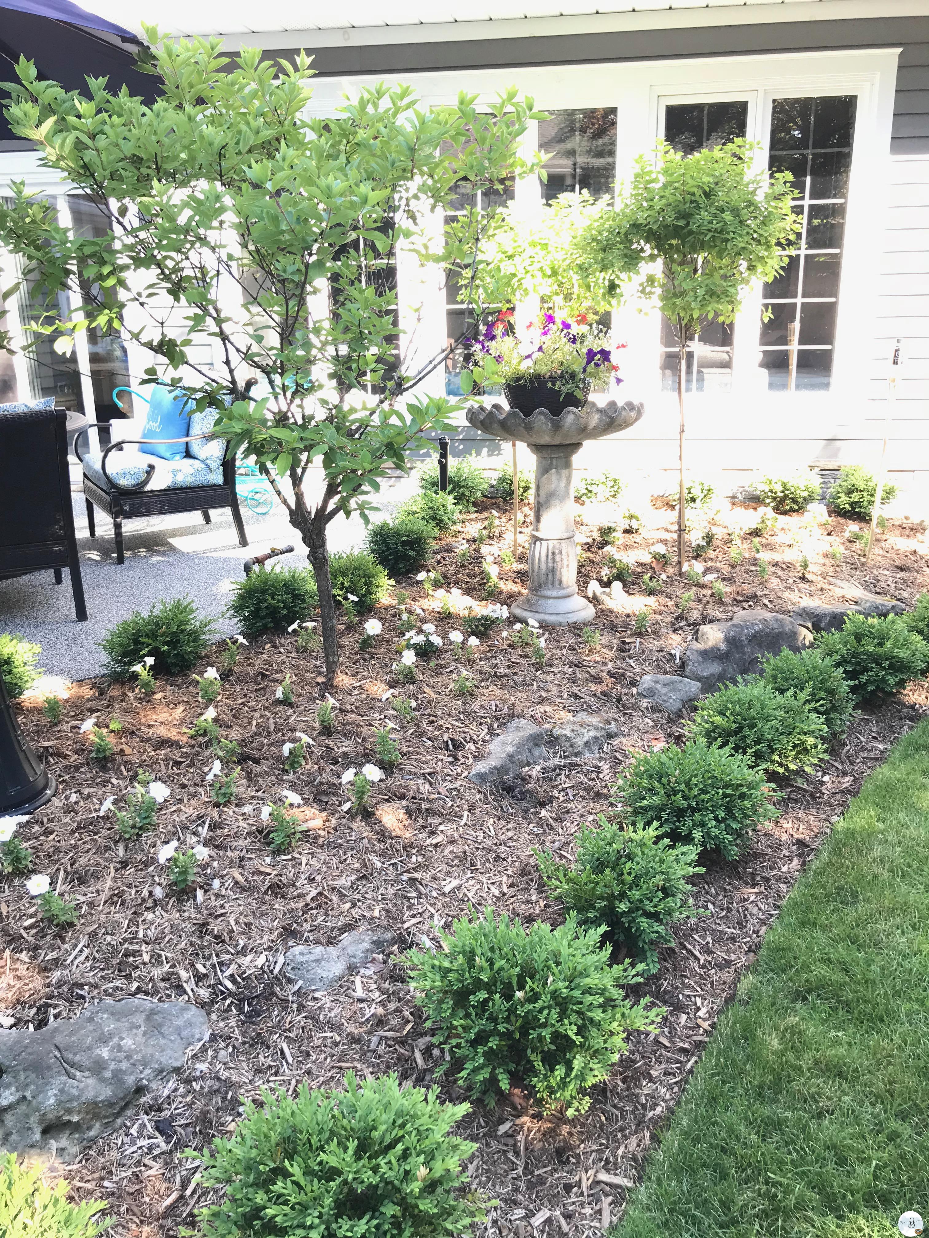 low maintenance garden, hydrangea trees and boxwoods. Tips for caring for your petunias visit my blog