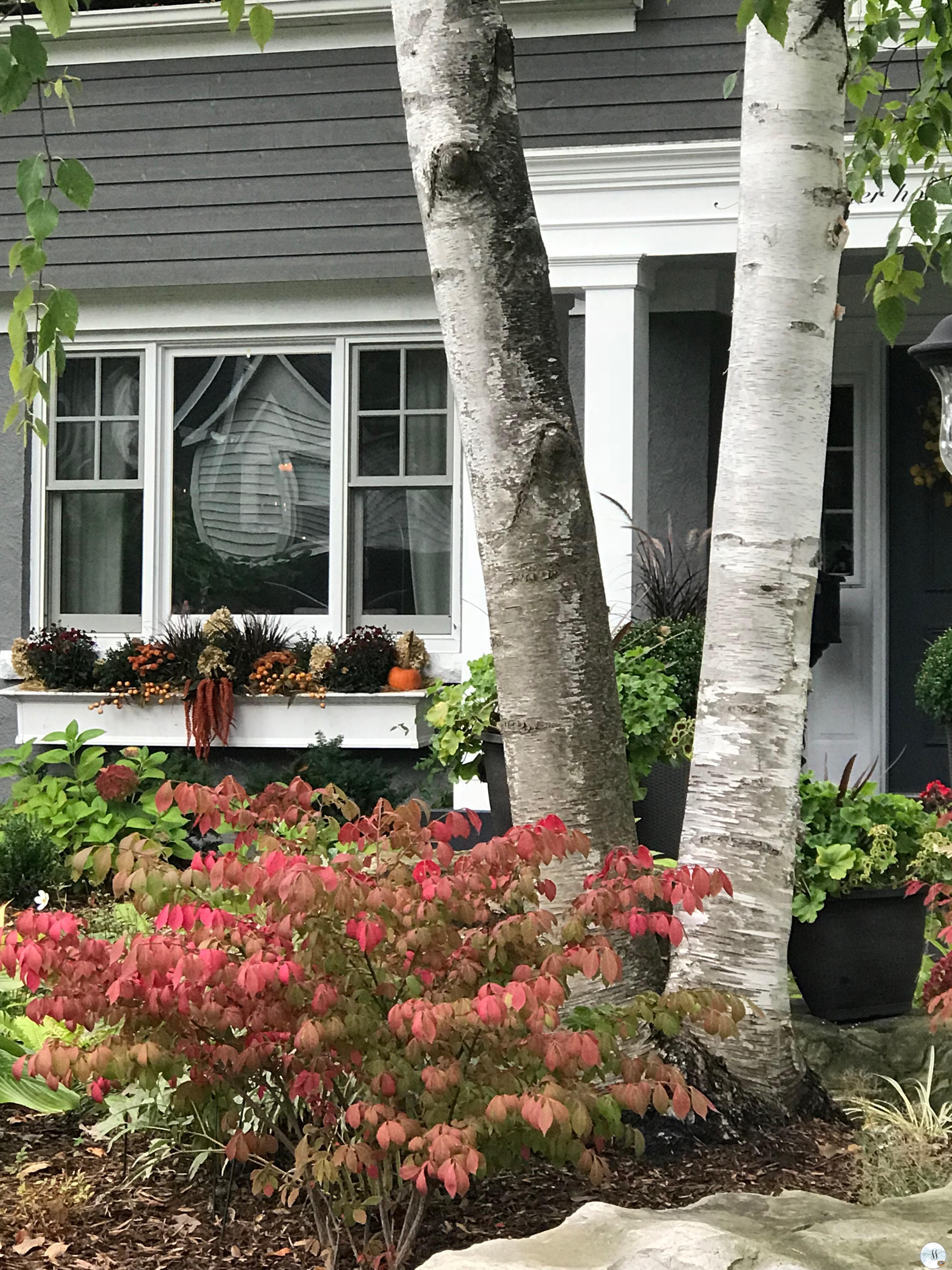 fall gardening, window boxes, grey house, 