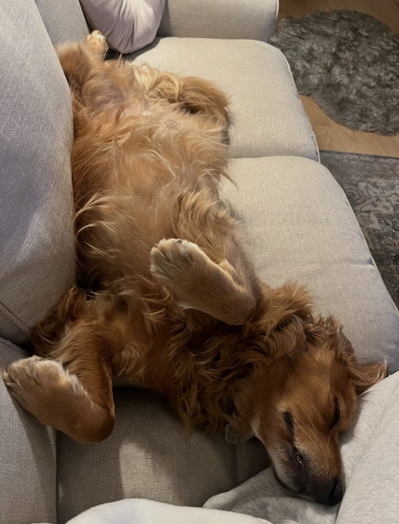 funny photo of golden retriever snoozing