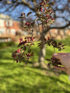 buds in the spring 