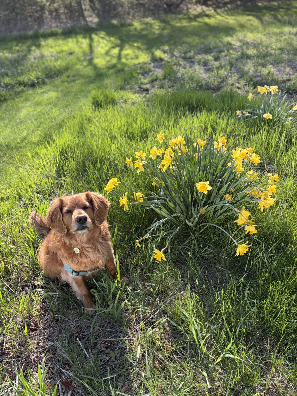 guided journaling for women over 60 quiet outdoor reflection with dog and spring flowers