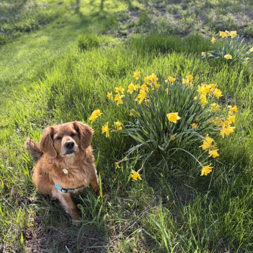 guided journaling for women over 60 quiet outdoor reflection with dog and spring flowers