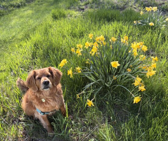 guided journaling for women over 60 quiet outdoor reflection with dog and spring flowers