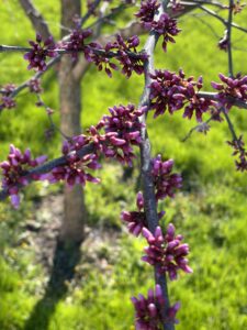 spring flowers in bloom