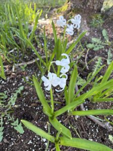 spring flowers in bloom