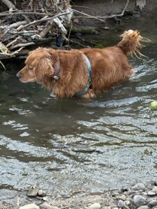 tank the dog enjoying spring 